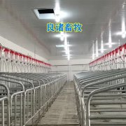 自动喂料设备自动上料线养猪场可定制